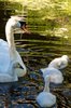 Mother swan