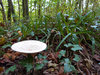 Woodland wonders