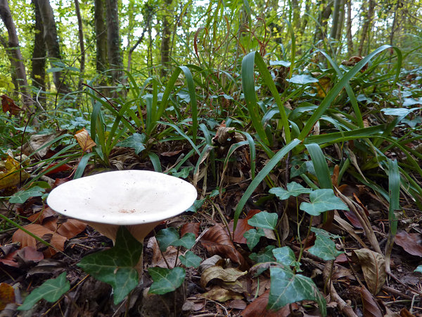 Woodland wonders: deep in the woods toadstools grow and fairies dance.