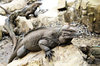 Iguanas