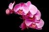 pink orchid
