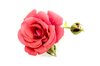 roses series