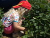 Strawberries 4