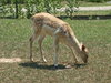 Deer & Fawns 2