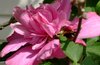 Flower and Bee