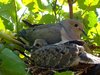 Mom and Baby