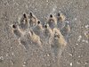 Paws
