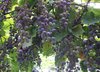 Grapes