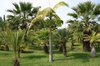 Palm garden