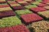 Plant patterns