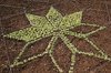 Plant patterns