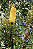 banksia blooms