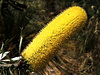 banksia blooms