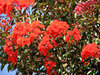 buds and blossoms - red