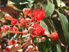 buds and blossoms - red