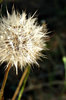 dandelion puff ball