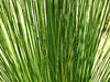 grasstree green