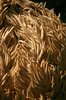 Cycad crown close-up