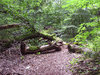 Path in deep forest