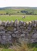 dartmoor - fields