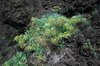 Rock plants