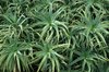 Agave cacti