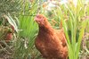 Chicken!