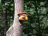 Birdhouse