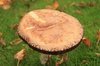 Mushroom!