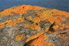 Lichen on rock