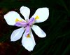 White Flower