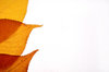 Three Leaf Border