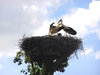 Stork