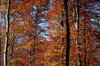 Autumn Woods