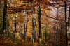 Autumn Forest