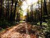 romantic autumn