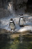 Humboldt Penguin