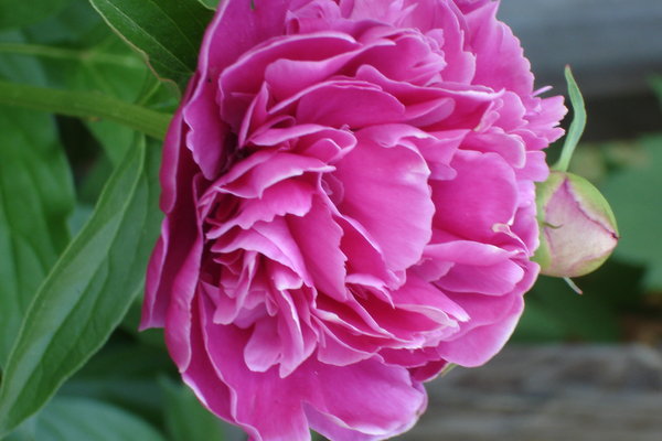 flowers: flowers from my gardens
