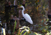Snowy Egret