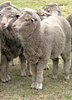 waiting sheep