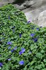 Morning glory flowers