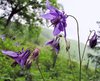 wild purple columbine 2