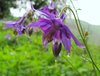 wild purple columbine 4
