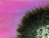 Blowball inversion