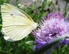 butterfly on flower 3