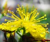 St John's Wort
