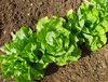 Lettuce