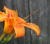 lily