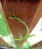 emerging plant