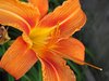 lily